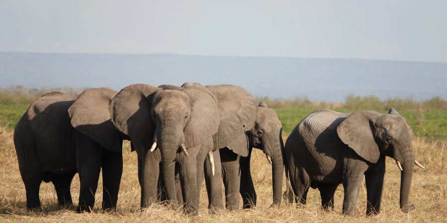 Elefanten stehen im Ruaha-Nationalpark.