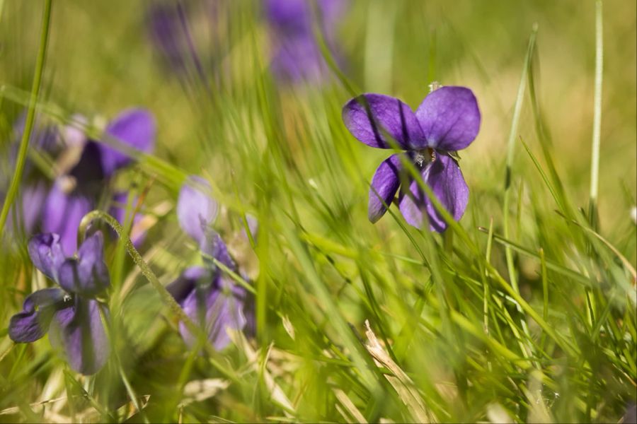 Veilchen lilafarben Wiese Blüte