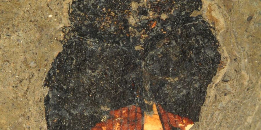Unter den Flügeldecken des neu entdeckten fossilen Käfers sind gelb leuchtende Pollen im Darmtrakt erkennbar.
