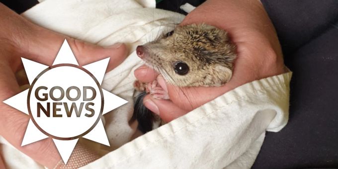 Good News - Vom Aussterben bedrohte Kowaris in Australien ausgewildert