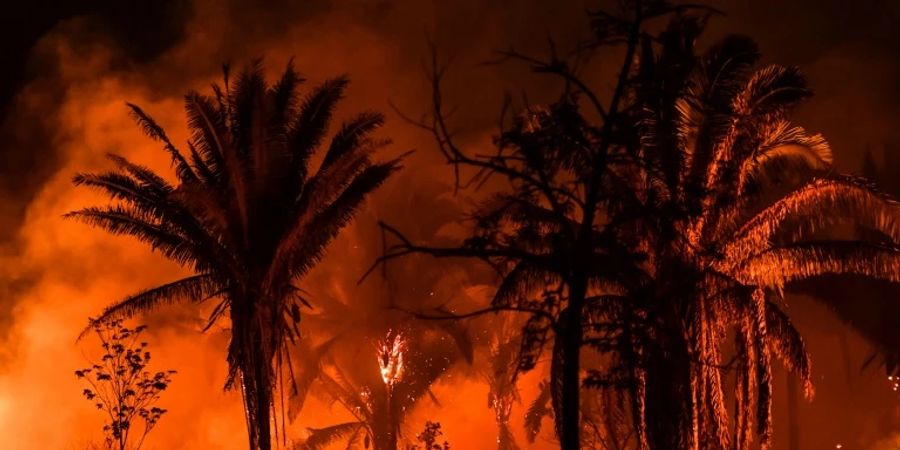 Im brasilianischen Regenwald gibt es immer wieder Waldbrände