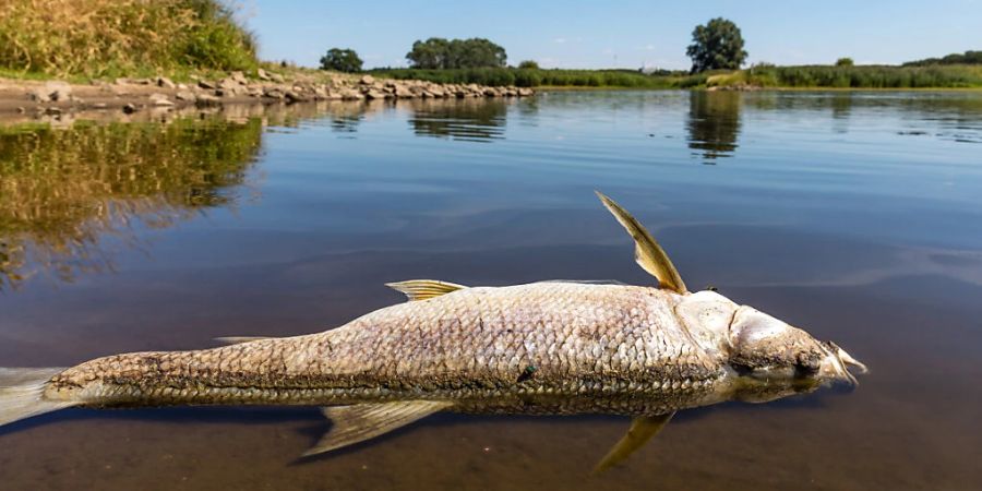 dpatopbilder - In Höhe der Insel Ziegenwerder in Frankfurt (Oder) liegt ein toter Fisch am Ufer der Oder. Foto: Frank Hammerschmidt/dpa