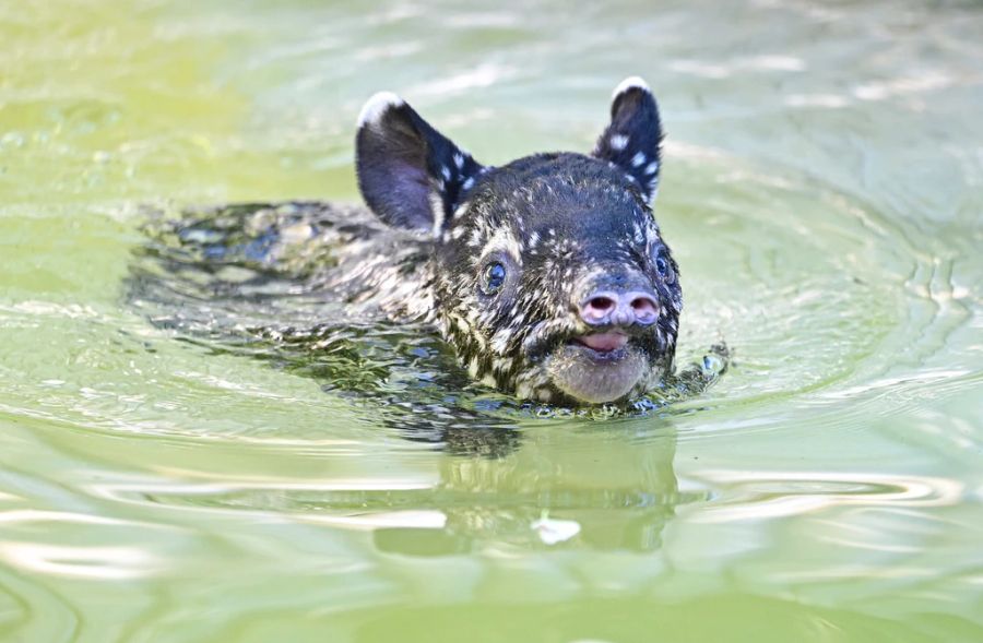 Das Kleine ist ein «Naturtalent beim Schwimmen».