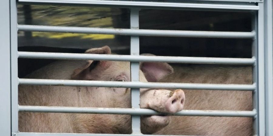 Schweine in einem Tiertransporter