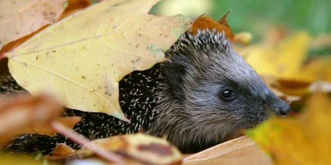 Igel Laub Herbst