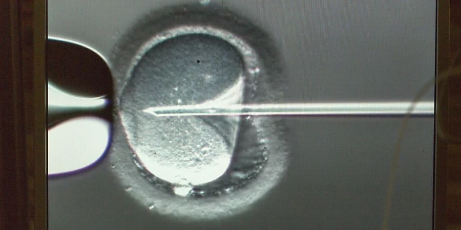 Nach dem Nationalrat hat auch der Ständerat beschlossen, dass die Eizellenspende in der Schweiz legalisiert werden soll. Der Bundesrat muss sich nun an die Arbeit machen. (Bild einer künstlichen Befruchtung einer Eizelle)