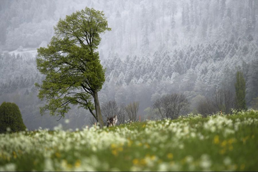 Am Wochenende verabschiedet sich der Frühling bereits wieder.