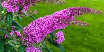 Sommerflieder, Strauch, Blüten, Violett, lila