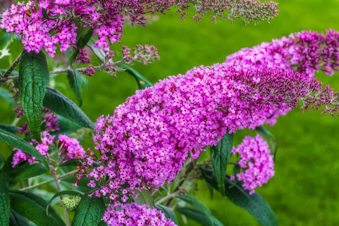 Sommerflieder, Strauch, Blüten, Violett, lila