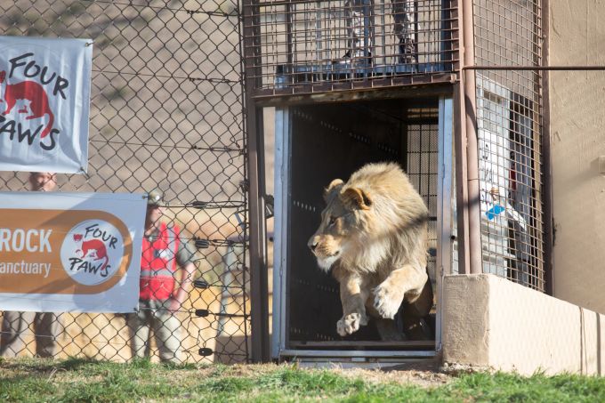 Ein von VIER PFOTEN geretteter Löwe wird nach dem Transport in das Grosskatzenschutzzentrum LIONSROCK freigelassen. Tierschutz FOUR PAWS