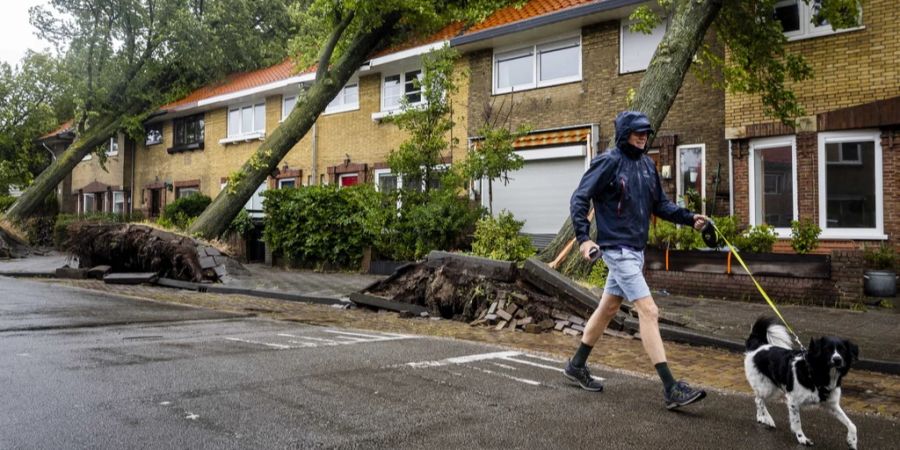 Bäume Poly Niederlande