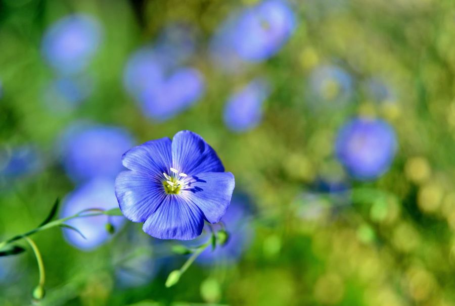 Flachs Blüte