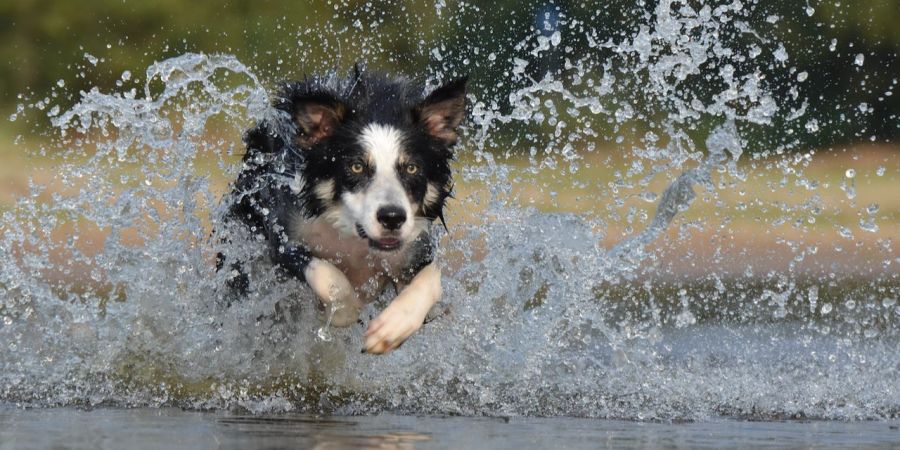 Hund im Wasser Tierschutz