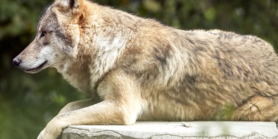 Alpwirte fordern eine stärkere Regulierung des Wolfs.