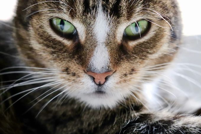 Bei der Europäisch Kurzhaar sind alle natürlich vorkommenden Farben des Fells erlaubt Katze