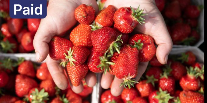 Geschmacksbomben - Deshalb solltest du Schweizer Erdbeeren konsumieren