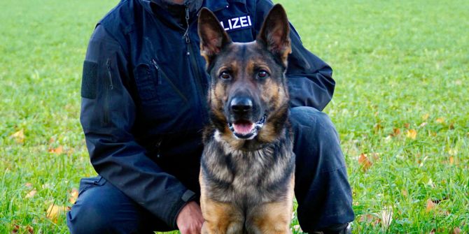 Polizeihund Ivar