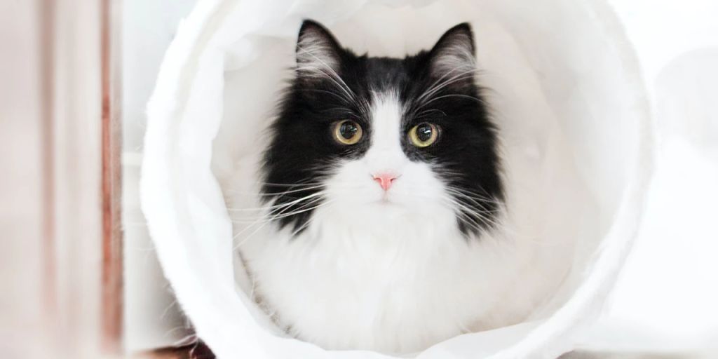 Wie Sie Flöhe bei Katzen erkennen und behandeln