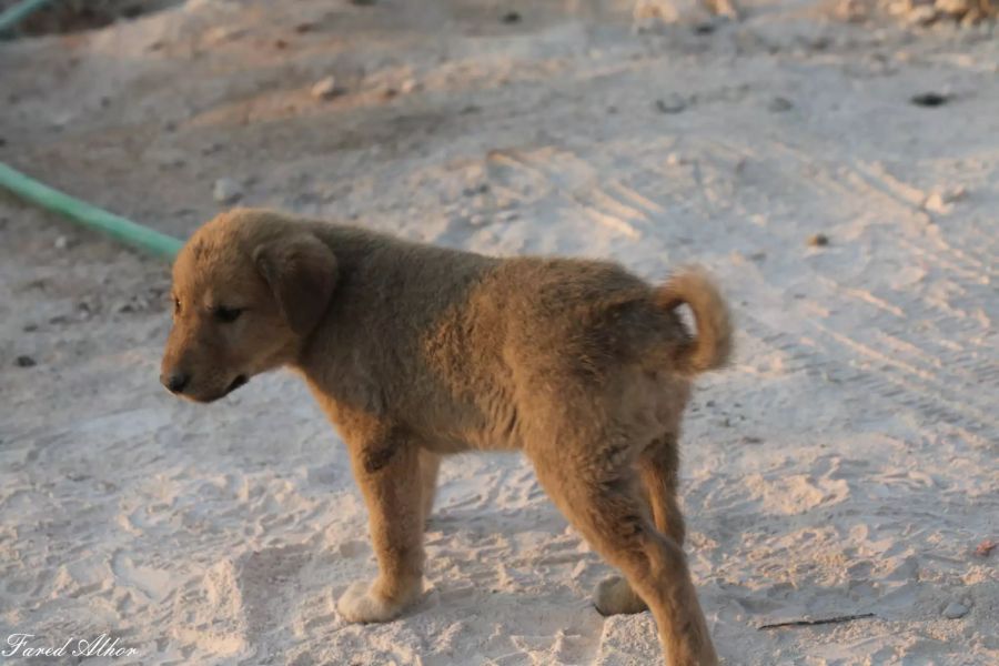 Er zückte seine Kamera, fotografierte den Hund und nahm ihn kurzerhand mit nach Hause.