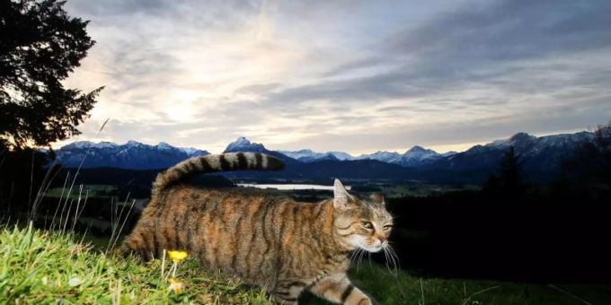 Eine Katze streift vor dem Panorama der Alpen im Sonnenaufgang über eine Wiese bei Seeg (Bayern). Foto: Karl-Josef Hildenbrand/dpa Eine Katze streift vor dem Panorama der Alpen im Sonnenaufgang über eine Wiese bei Seeg (Bayern). Foto: Karl-Josef Hildenbrand/dpa