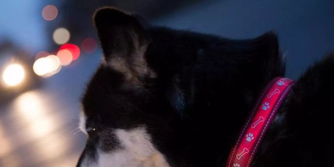 Berlin - Tipps für Hundehalter bei Kälte und Dunkelheit