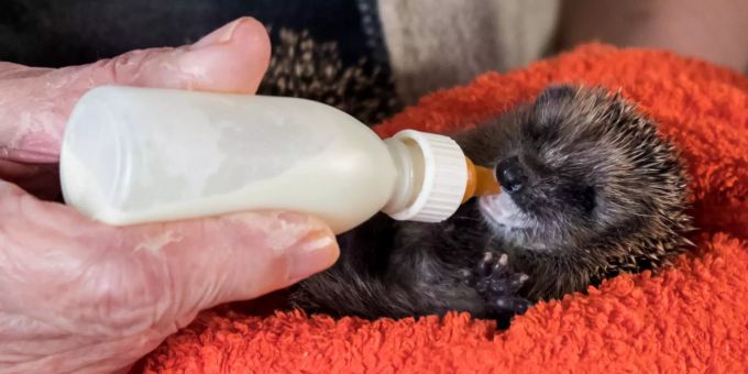 Kleine Igel müssen mit einer Flasche Milch gefüttert werden. Rentnerin ist Ziehmutter Dutzender Igelbabys
