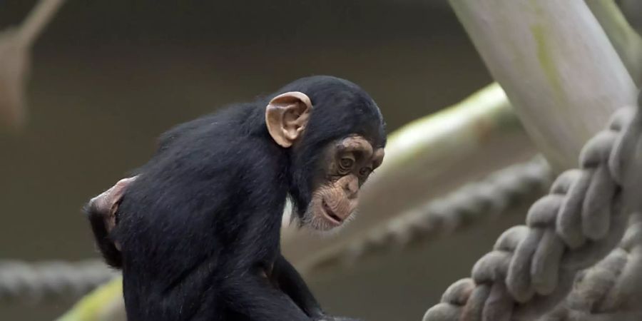 Stattdessen zieht es viele in den Zoo. Im Bild: Quebo erblickte am 6. Oktober im Zoo Basel das Licht der Welt. (Archiv)