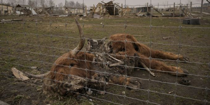 Ein Tier, das während der Kämpfe zwischen russischen und ukrainischen Streitkräften getötet wurde, liegt auf dem Boden eines schwer beschädigten Privatzoos Ukraine Krieg