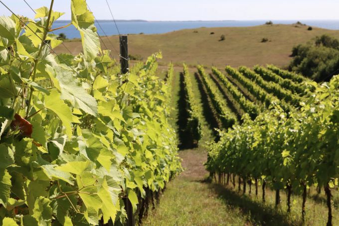 Der Dyrehøj Vingaard bei Kalundborg ist das grösste Weingut Dänemarks. Weinbau Reben Dänemark Pflanzung Gut grün weiss