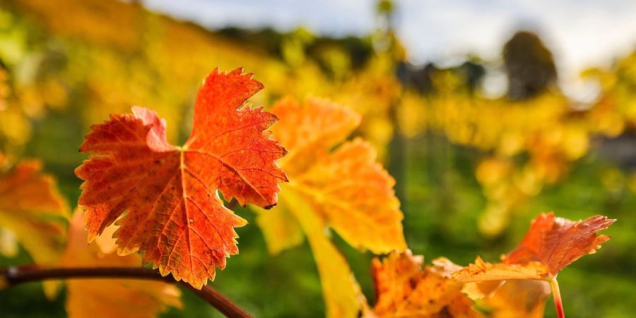 Goldener Oktober mit Sonne und Wärme: Bunt gefärbte Weinblätter hängen an einem Rebstock in Königswinter.