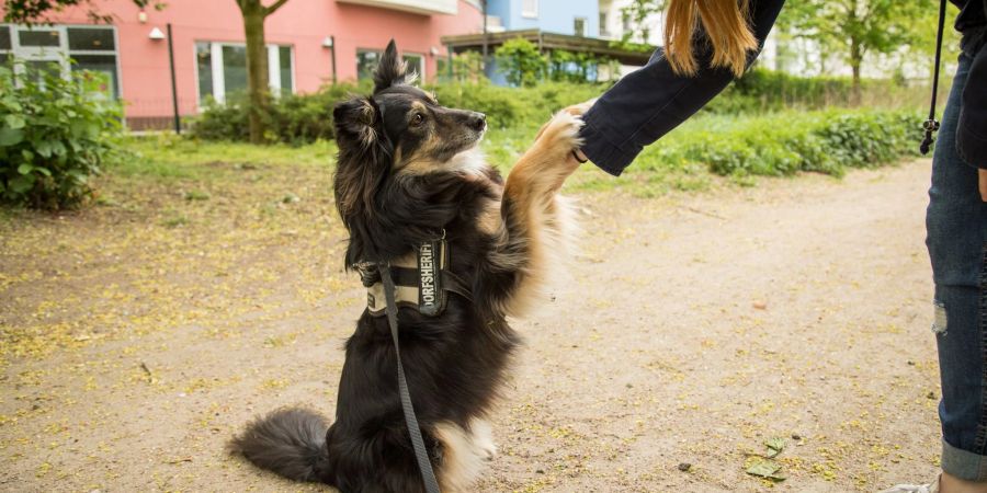 Nur schmerzfreie Hunde bleiben bis ins Alter beweglich.