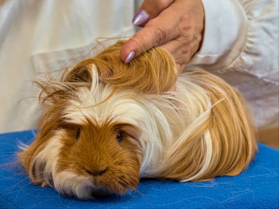 Auch die Sheltie Meerschweinchen überzeugen mit ihrer Haarpracht.