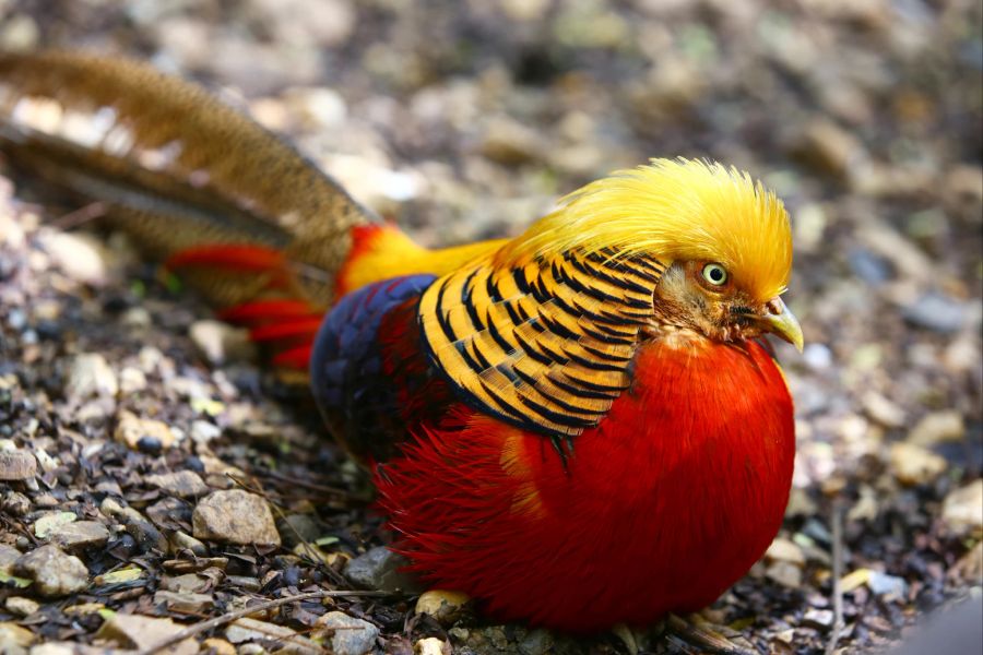 Wieder eine schicke Frise: Der Goldfasan ist mit seinen roten, blauen und gelben Federn auf jeden Fall ein auffälliger Vogel.