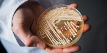 Candida auris Pilz