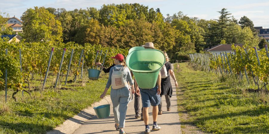 Swiss Wine Symbolbild