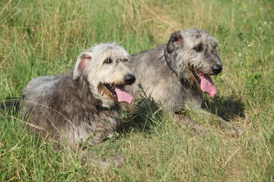 Irische Wolfshunde ruhen sich aus