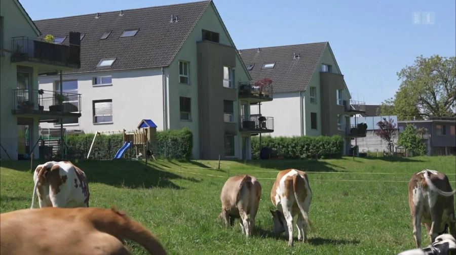 In der Gemeinde Aarwangen BE haben zwei Ehepaare Beschwerde eingereicht: Die Kuhglocken würden ihre Nachtruhe stören.