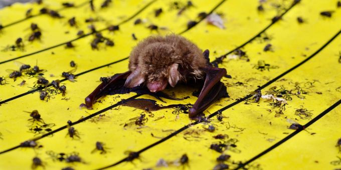 Der Landesbund für Vogel- und Naturschutz in Bayern warnt vor Klebefallen für Insekten. Der Landesbund für Vogel- und Naturschutz in Bayern warnt vor Klebefallen für Insekten: Wenn diese in Gärten oder auf Balkonen ausgelegt würden, könnten sich auch Vögel und Fledermäuse daran festkleben.