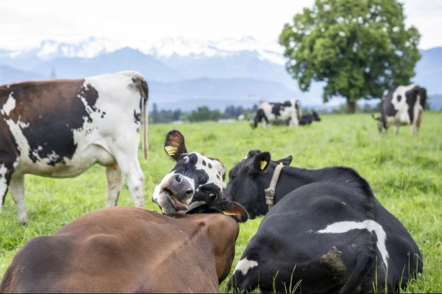 Ein Pächter vermietet auf der Seealp in Appenzell Innerrhoden in der Sommersaison seine 20 Kühe. (Symbolbild)