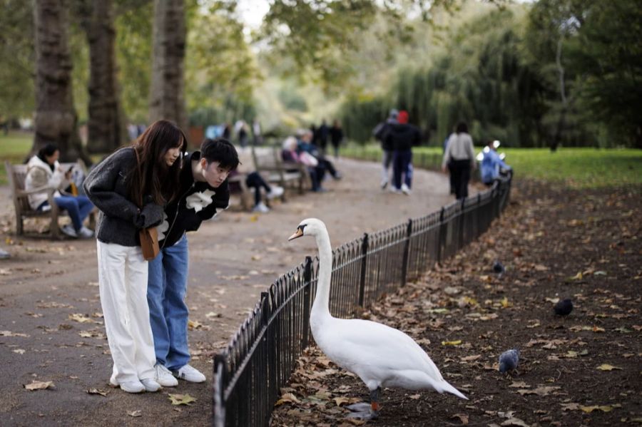 Kennedy hat sich laut eigener Aussage in der Stadt befunden und musste direkt zum Flughafen – es kam die Idee, den Bären im Central Park abzuladen.