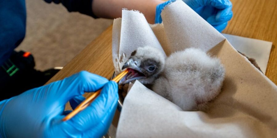 Das Bartgeierküken zeigte sich nach dem Schlupf vital und hungrig, so dass es in die Obhut seiner Eltern übergeben werden konnte.