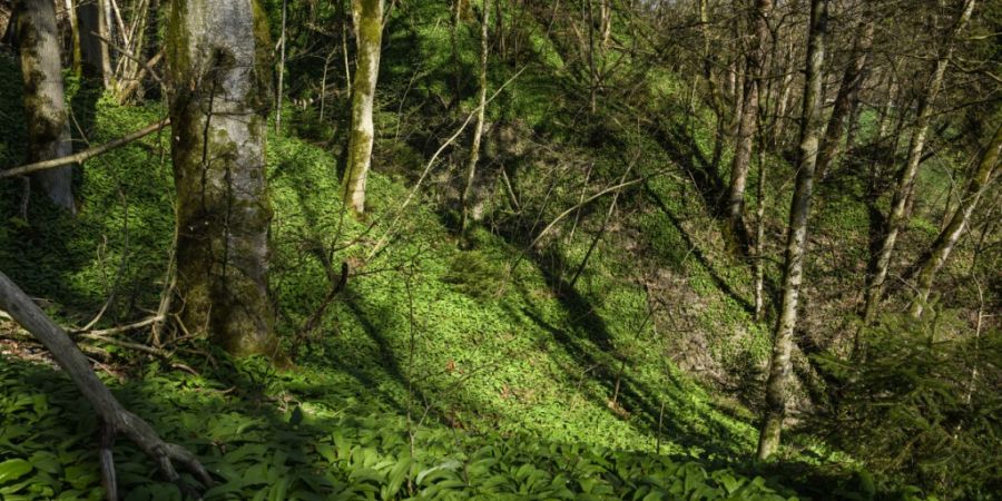In vielen Schweizer Wäldern wachsen nicht ausreichend junge Bäume nach. (Symbolbild)