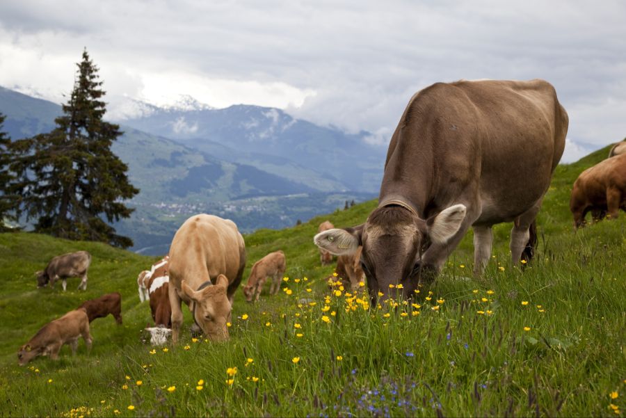Gleichzeitig dürfen französische Rinder weiterhin zur Schlachtung in die Schweiz transportiert werden.