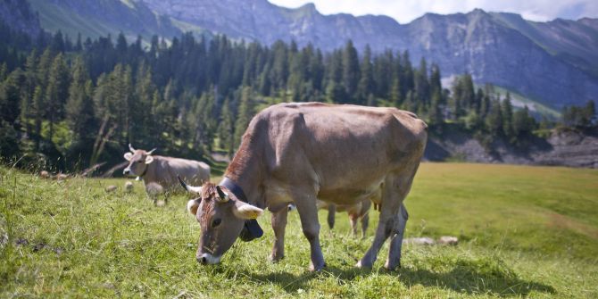 Schweizer Kühe