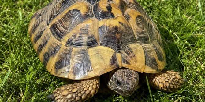 Schildkröte Beringen Tierheim