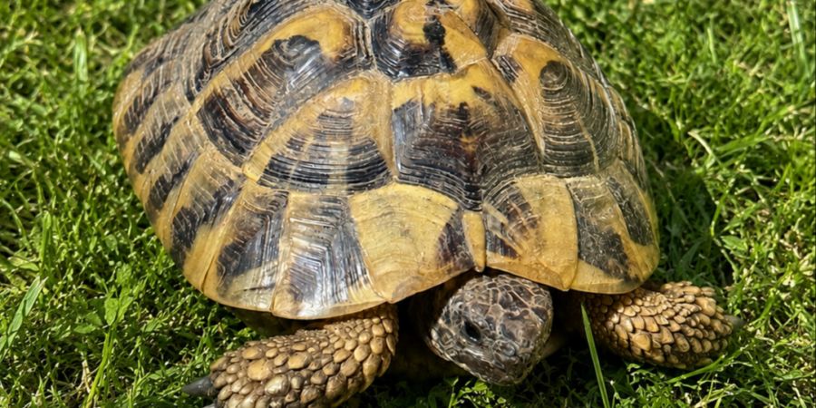 Schildkröte Beringen Tierheim