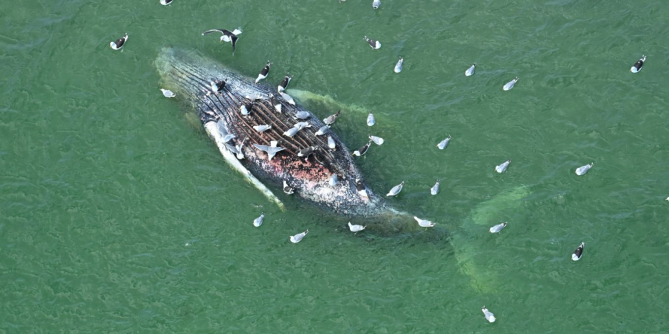 Dänische Behörde: Kein Sender am toten Wal vor Insel | Nau.ch
