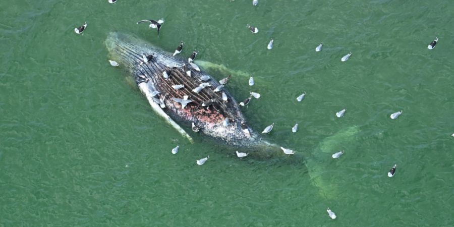 Ein toter Wal liegt vor der dänischen Insel Anholt. Foto: Jonas Walzberg/dpa