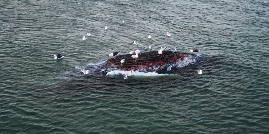 Ein toter Wal liegt vor der dänischen Insel Anholt. Unklar ist, ob es sich um den Wal handelt, der Ende März erstmals vor Timmendorfer Strand gestrandet war und rund einen Monat spät...