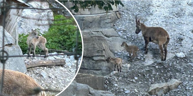 Tierpark Bern